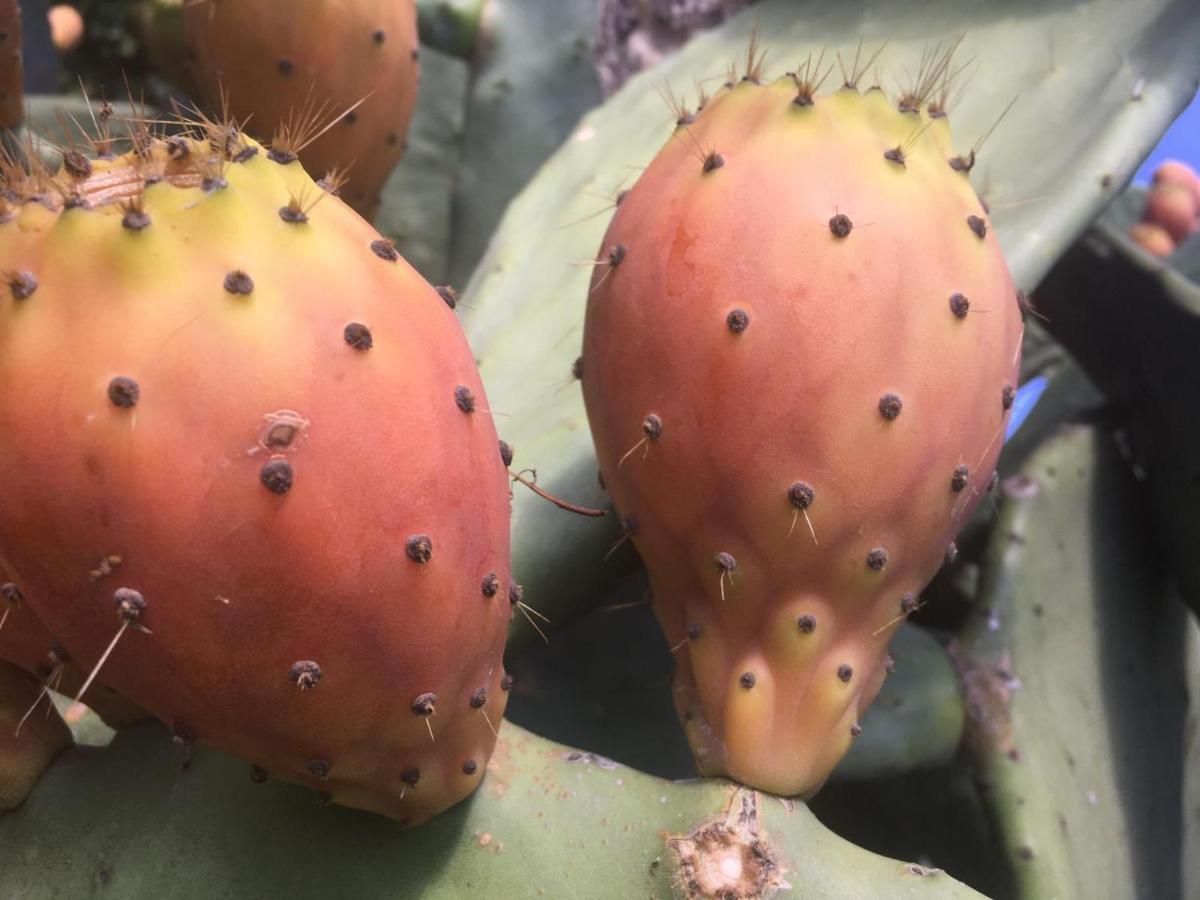 Il Giardino Degli Agrumi Caserta Bagian luar foto